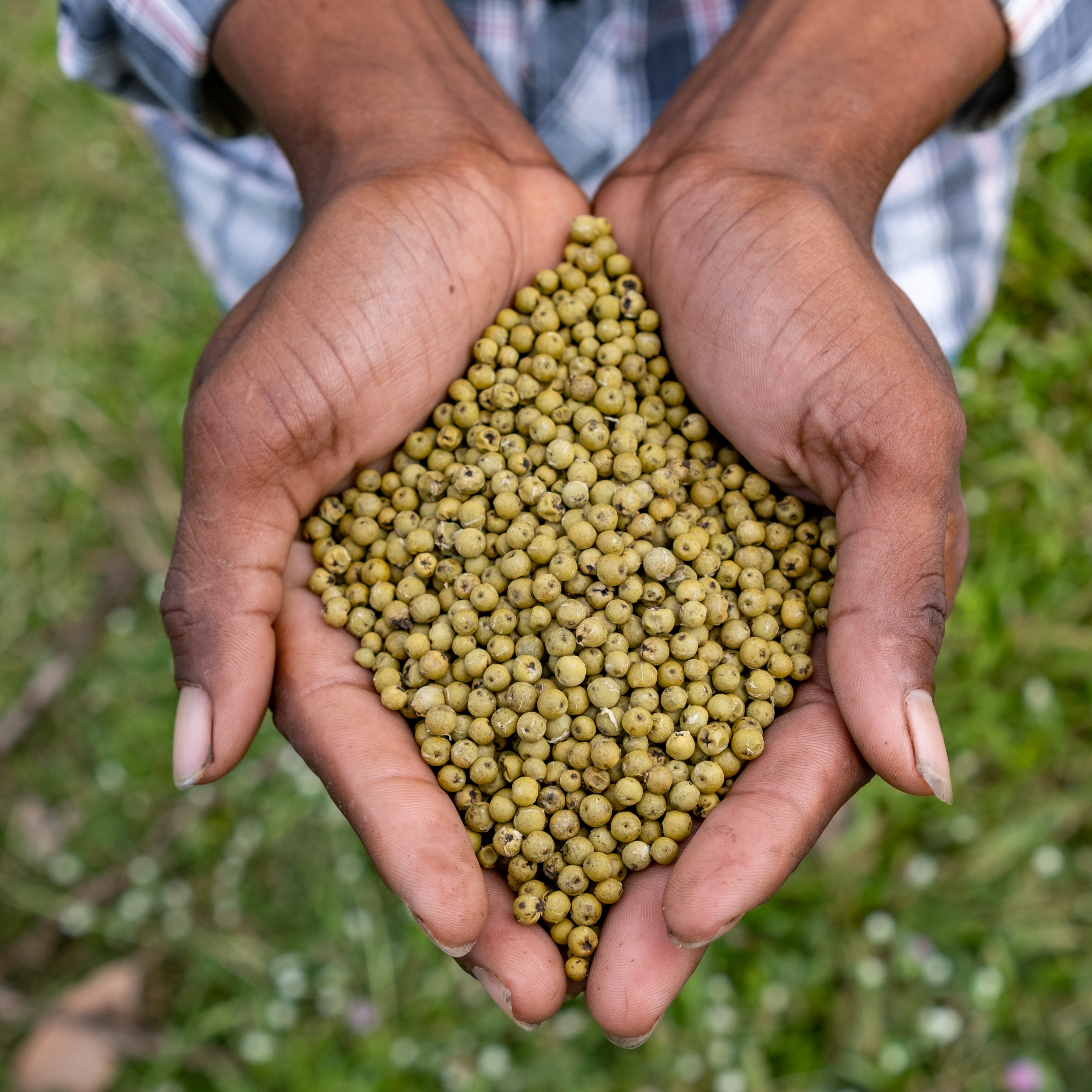 Chamkar Grüner Kampot Pfeffer getrocknet 25 g