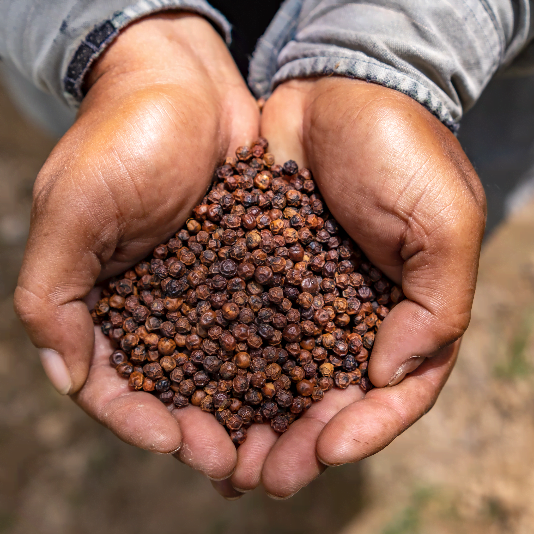 Chamkar Roter Kampot Pfeffer 100g